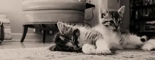 Kitty!