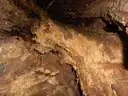 The oldest oak tree