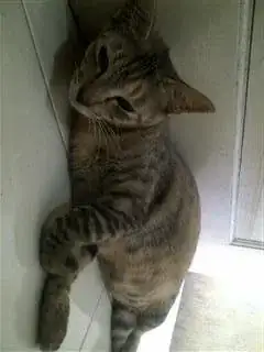 my cat - bro