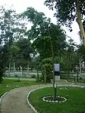 Copaiba tree