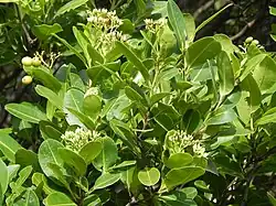 flowers and foliage