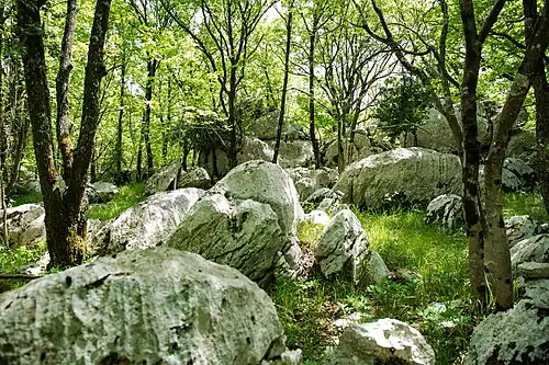 Large boulders in a forest