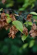 Ripe fruit