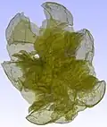 Semi-transparent view