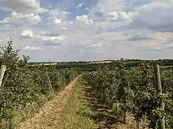 Beluće
