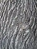 Bark of U. minor, Bulgaria