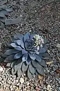 Echeveria cante (in Kharkiv Botanical Garden)