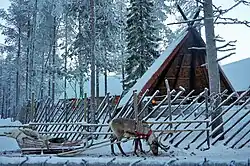 A reindeer in a carriage
