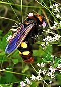 Female M. maculata maculata with rusty red setae on the abdomen