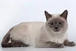 Russian Blue