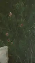 Flowers behind Chertkov's back