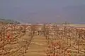 Natural scenario of Shimul Bagan