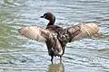 T. r. poggei in Japan; no white in the wing