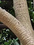 Obvious lenticels