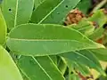 Leaf. Leaf bases are often heart-shaped.