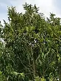 Branchlets are thin and long.