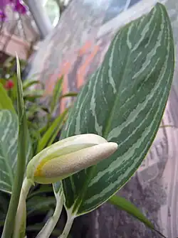 Flower.