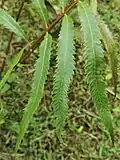 Vegetative pinnae