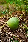 Sagwa-chamoe (apple chamoe) from Korea