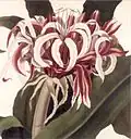 Victoria water lily