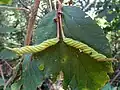 Fruits of H. isora at Kambalakonda Wildlife Sanctuary, Visakhapatnam