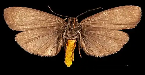 ♂ △