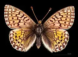 ♀
