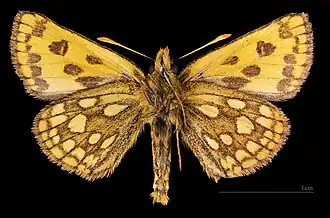 ♂ △