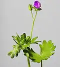 Leaves, buds, flower