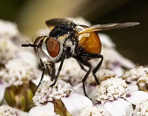 Female portrait