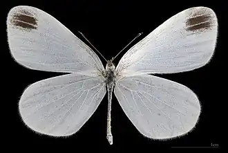 Leptidea sinapis ♂