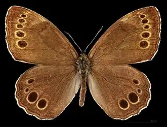 Lopinga achine ♂