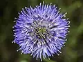 Male on Jasione montana