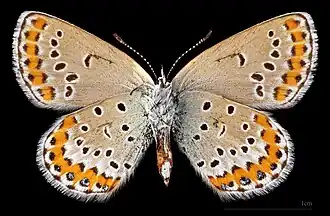 ♀ △