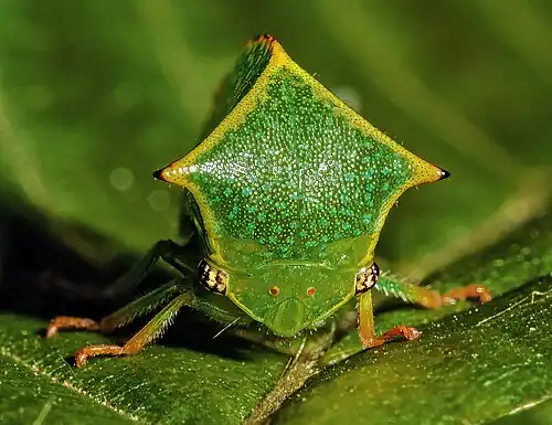Front view