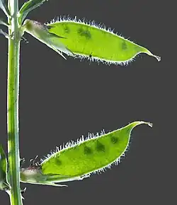 Immature fruits