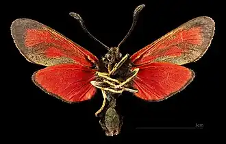 ♀ △