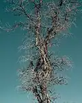 The fused tree looks like a single tree.
