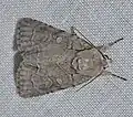 Adult