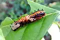 Larva