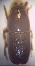 female