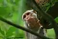 Image 2The Rhesus Macaque (Macaca mulatta) is one of the best-known species of Old World monkeys native in Bangladesh. The pictured macaque is seen eating from a jackfruit at Lawachara National Park, Moulvibazar. Photo Credit: Syedabbas321