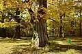 Old tree in Hokkaido University Botanical Gardens, Sapporo