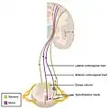 Schematic image showing the locations of a few tracts of the spinal cord.