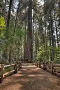 Trail with 280&nbsp;ft. tree in background