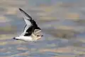 in flight, Nepal