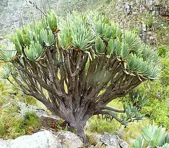 Kumara plicatilis