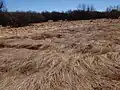 Canelo Hills, Arizona. This is what a healthy ciénaga looks like after a flood, erosion is avoided by plants that lie down and spring back after heavy flows. (2009)