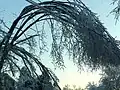 Power lines support ice-covered branches in Brunswick, New York