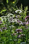 Plants of Iberis-umbellata